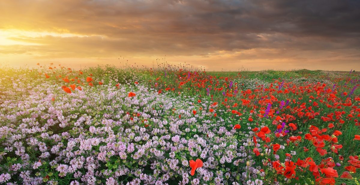 create-a-wildflower-meadow-of-your-own-opoh